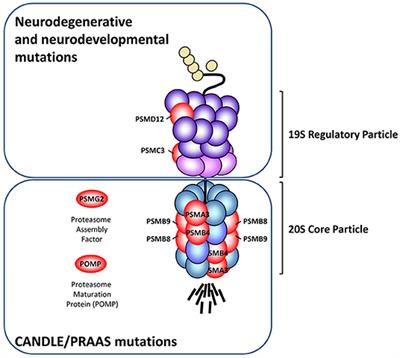 Frontiers | Contribution Of The Unfolded Protein Response (UPR) To The ...